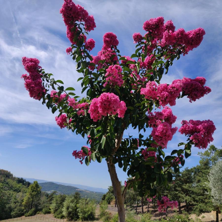 Chambre Double En Pleine Nature "La Clairiere De L'Ange" Peyrins Exterior foto